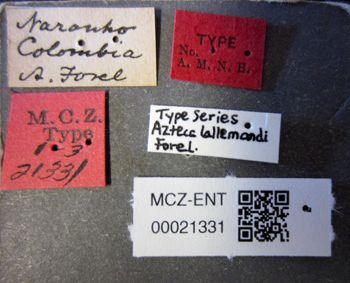 Media type: image;   Entomology 21331 Aspect: labels
